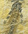 Museum Quality Discosauriscus - Large Specimens #8028-3